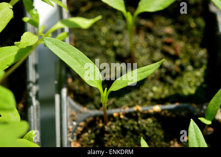 close-up of paprika seedling, young plant in plastic pot, gardening. Selective focus. Stock Photo