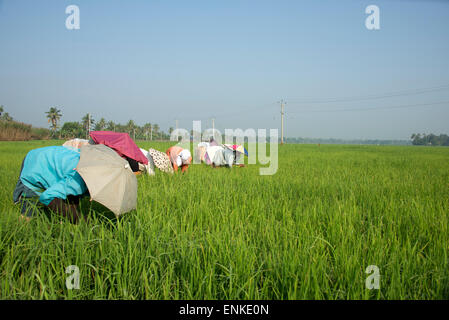 Indian women in a paddy field Andhra Pradesh South India Stock Photo ...