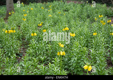 Crown Imperials - Fritillaria imperialis Stock Photo