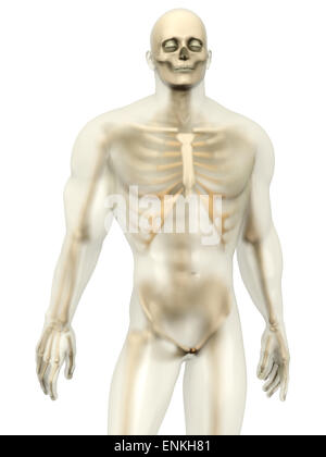 3D visualization of the human anatomy. A Skeleton in a semi-transparent adult male body. Stock Photo