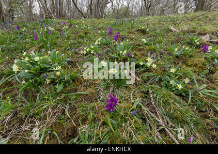 Spring woodland flowers including Early Purple Orchids and Primroses Stock Photo