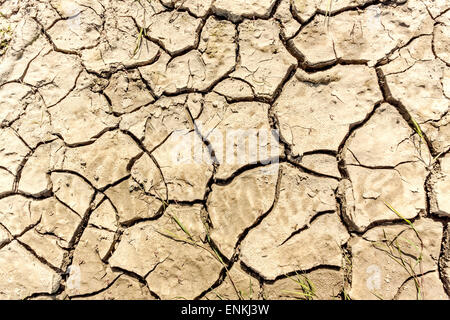 Dry cracked earth in Lawice Kielpinskie nature reserve near Kepa Kielpinska, Poland Stock Photo