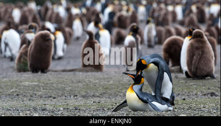 King penguins (Aptenodytes patagonicus) mating Salisbury Plain South Georgia Stock Photo