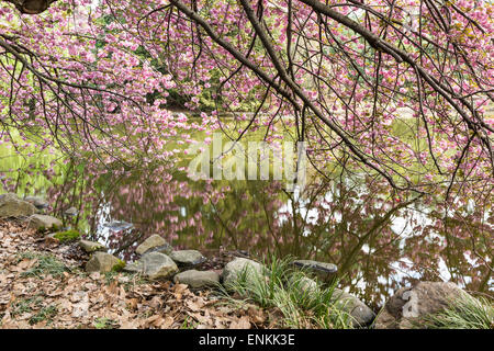 Cherry Tree branches in full bloom dipping in the pond at the Japanese Pond-and-hill garden in the Brooklyn Botanic Gardens. Stock Photo