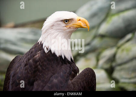 Bald Eagle, Haliaeetus leucocephalus closeup. Marble Island in Glacier Bay National Park, Alaska. USA. Also known as an American Stock Photo