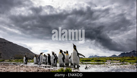 Colony of king penguins (Aptenodytes patagonicus) Stromness South Georgia Stock Photo