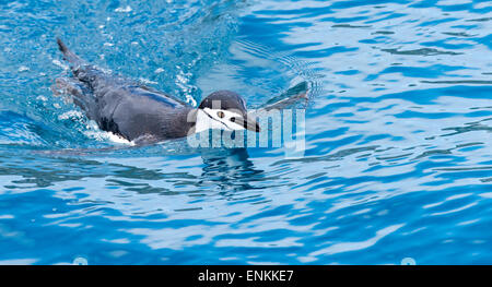 Chinstrap penguin (Pygoscelis antarctica) swimming Cooper Island South Georgia UK Stock Photo