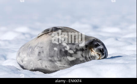 Weddell seal (Leptonychotes weddellii) lying on snow Mikkelsen Harbour Antarctic Peninsula Antarctica Stock Photo