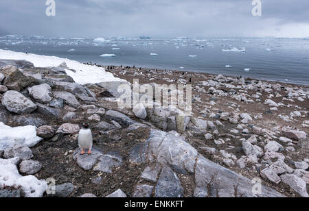 Colony of gentoo penguins (Pygoscelis papua) Neko Harbour Antarctic Peninsula Antarctica Stock Photo