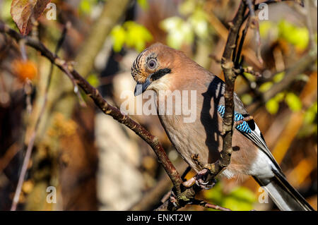 eurasian jay, garrulus glandarius Stock Photo