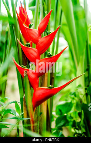 Close-up of Heliconia bihai (Red palulu) Stock Photo