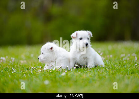 Westi Puppy - Dog West Highland Whithe Stock Photo