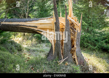 Broken old spruce tree trunk Stock Photo