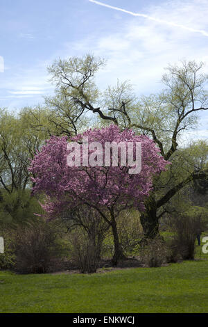 Flowering Cherry Tree at the Brooklyn Botanic garden, Brooklyn, NY. Stock Photo