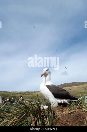 Adult black-browed albatross on rock (Thalassarche melanophrys) at West Point Island Falkland islands UK Stock Photo