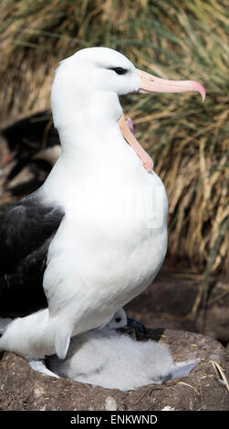 Adult black-browed albatross on nest with chick (Thalassarche melanophrys) at West Point Island Falkland islands UK Stock Photo