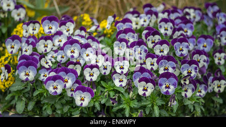 Lots of smiling pansy pansies Viola tricolor Stock Photo
