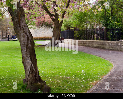 Spring Trees in Deans Park York Yorkshire England Stock Photo