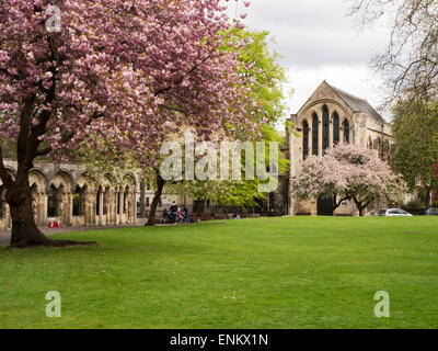 Spring Blossom in Deans Park York Yorkshire England Stock Photo