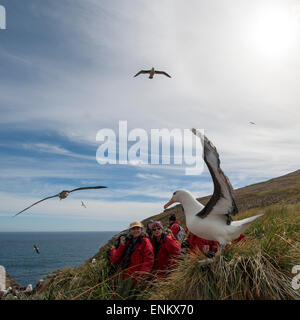 Adult black-browed albatross on rock and tourists (Thalassarche melanophrys) at West Point Island Falkland islands UK Stock Photo