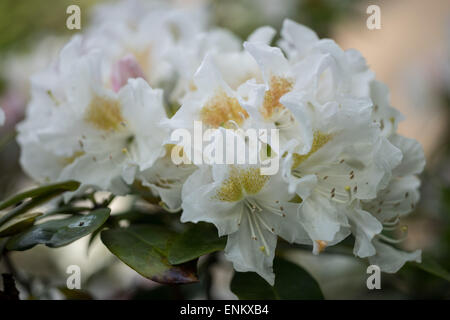 Rhododendron Cuningham's white flowers close up Stock Photo