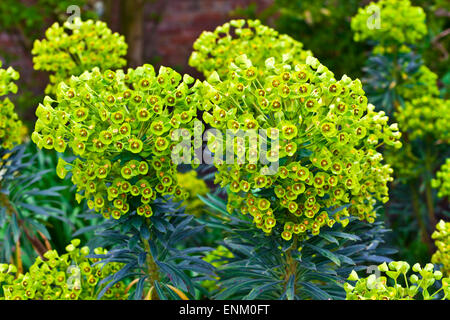 Euphorbia perennial evergreen flowering plant in a garden. Stock Photo