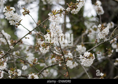 Prunus avium, Deciduous tree, commonly called wild cherry, sweet cherry, bird cherry, or gean, springtime in blossom. Stock Photo