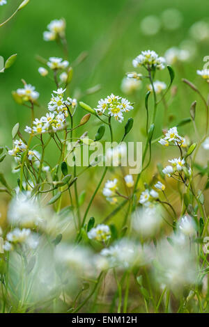Draba verna, Erophila verna, spring draba, shadflower, nailwort, common whitlowgrass, whitlow-grass, early witlow grass Stock Photo