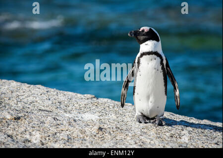 South African Penguin at Boulder's Beach, Simon's Town, Cape Town, South Africa Stock Photo