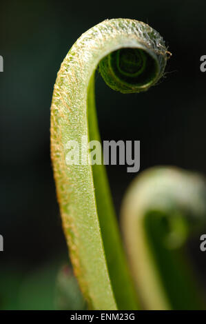 Harts Tongue ferns uncoil their furled leaves  in the first rays of early spring sunshine  in a shaded woodland. Stock Photo
