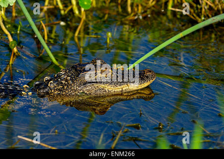 american alligator, viera wetlands Stock Photo
