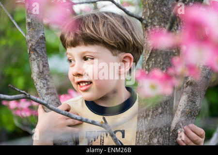 Toddler boy smiles while climbing Dogwood tree in springtime, Chico, California. Stock Photo
