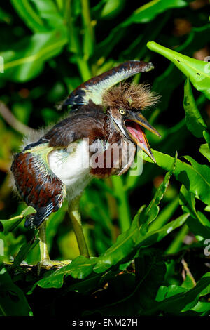 tricolored heron, wacodahatchee wetlands Stock Photo