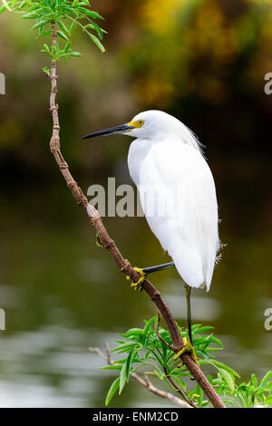 snowy egret Stock Photo