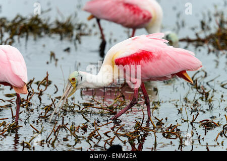 roseate spoonbill Stock Photo