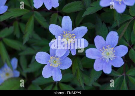 Anemone nemorosa - 'Royal Blue' Stock Photo