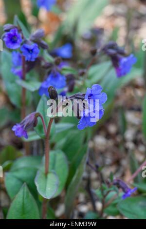 Pulmonaria 'Blue Ensign' Stock Photo