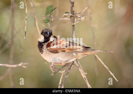 House sparrow on branch Stock Photo