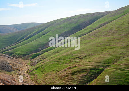 Judean desert after rain, Israel, Stock Photo
