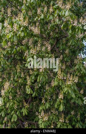 Horse chestnut tree - Aesculus hippocastanum.Showing flower spikes Stock Photo