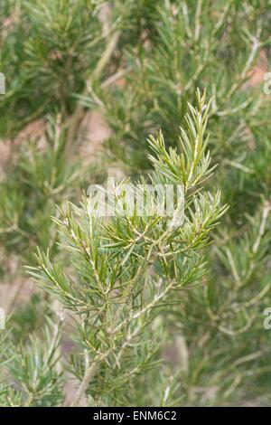 Callistemon sieberi, commonly known as river bottlebrush. Stock Photo