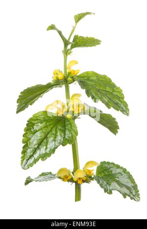 Variegated yellow archangel - Lamiastrum galeobdolon subsp. argentatum Stock Photo