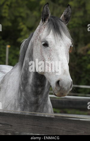 Irish Sport Horse Stock Photo