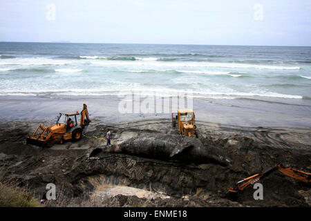 (150508) -- TIJUANA, May 8, 2015 (Xinhua) -- Workers bury a gray whale at the seashore of Playas de Tijuana, in Tijuana, northwest Mexico, May 7, 2015. The 15-meter and 14-ton gray whale was found dead here on Wednesday. (Xinhua/Eduardo Jaramillo/NOTIMEX) Stock Photo