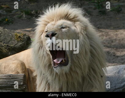 African Male white lion (Panthera leo Krugeri). Close-up while yawning.