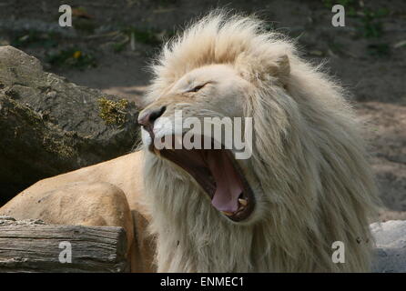 Male+lion+showing+teeth hi-res stock photography and images - Page 2 - Alamy