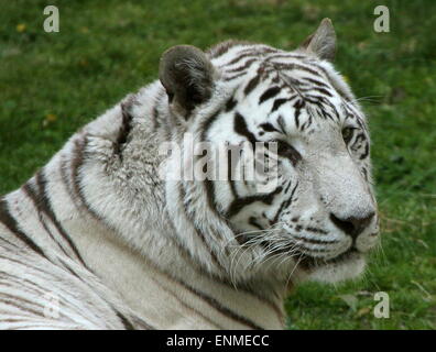 Female White Bengal tiger (Panthera tigris tigris) closeup of the head Stock Photo