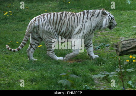 Male White Bengal tiger (Panthera tigris tigris) walking past Stock Photo