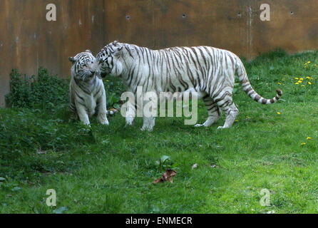 Frisky male and female White Bengal tiger (Panthera tigris tigris) at Ouwehand Zoo, Rhenen, The Netherlands Stock Photo