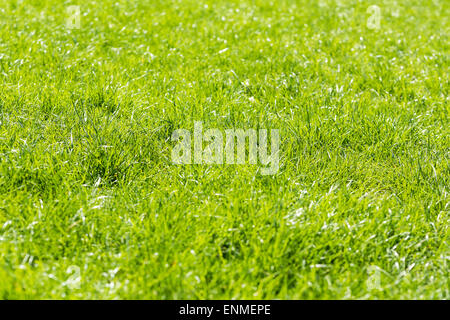 Fresh Green Grass In Spring Background Stock Photo